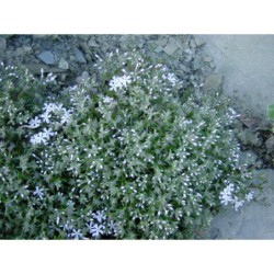 Phlox subulata popelavý - plamenka