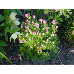 Anemone lesseri - sasanka