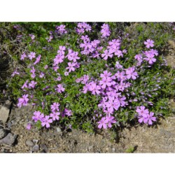 Phlox subulata tmavě modrá - plamenka