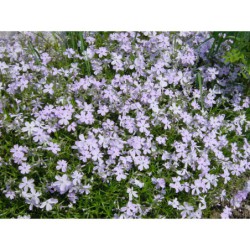 Phlox subulata Silver Blaze - plamenka