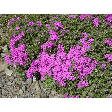 Phlox subulata Cracker Jack - plamenka