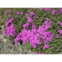 Phlox subulata Cracker Jack - plamenka