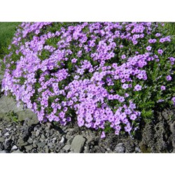 Phlox douglasii Horní Pěna - plamenka