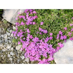 Phlox douglasii Red Admiral - plamenka