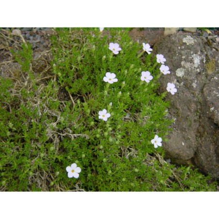 Phlox douglasii White Admiral - plamenky