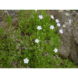 Phlox douglasii White Admiral - plamenky