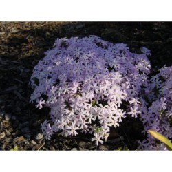 Phlox douglasii jemně růžová - plamenka