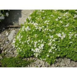 Phlox sněhová koule - plamenka