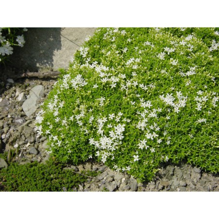 Phlox sněhová koule - plamenka