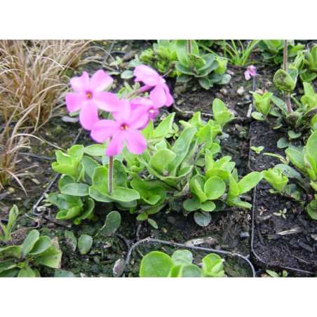 Phlox stolonifera Ariana - plamenka