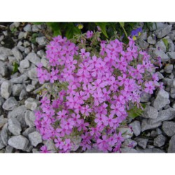 Phlox subulata Tricolor - plamenka