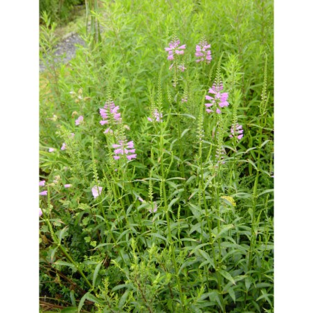 Physostegia virginiana Boucquet Rose - řetězovka