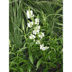 Physostegia virginiana Summersnow - řetězovka
