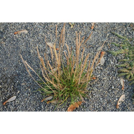 Plantago maritima - jitrocel přímořský