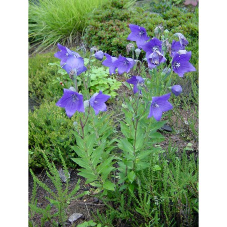 Platycodon grandiflorum - zvonkovec, bouloň