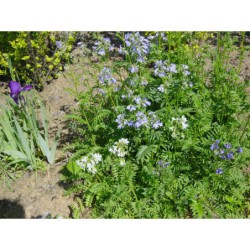Polemonium coeruleum - jirnice modrá