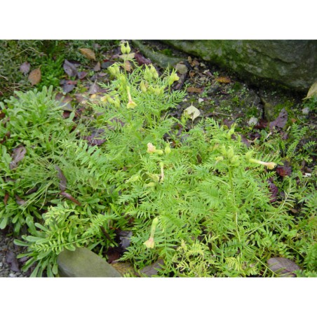 Polemonium pauciflorum - jirnice