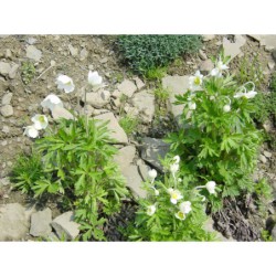 Anemone sylvestris - sasanka lesní