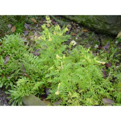 Polemonium pauciflorum - jirnice