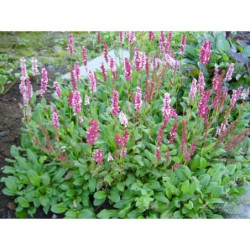 Polygonum affine - rdesno