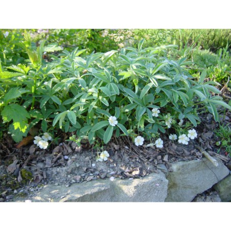 Potentilla alba - mochna bílá