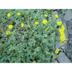Potentilla arenaria - mochna písečná