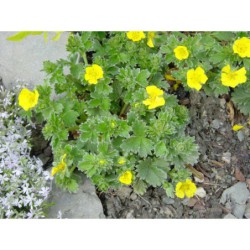 Potentilla megalantha - mochna
