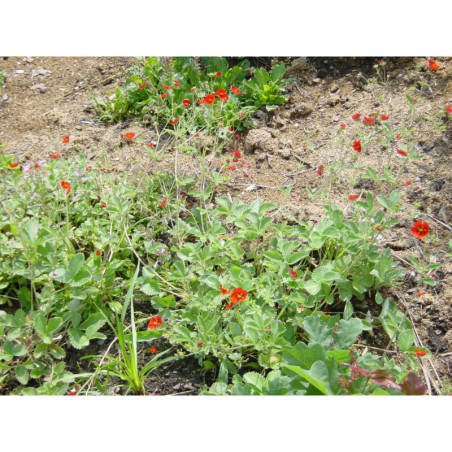 Potentilla sanguinea - mochna krvavá