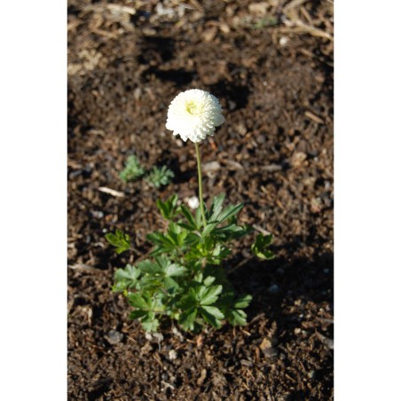 Anemone sylvestris fl.pl. - sasanka l. plnokvětá