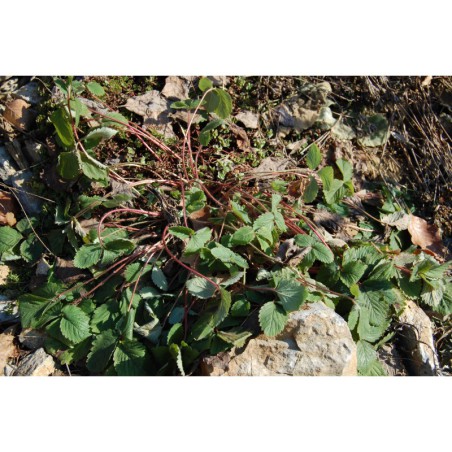 Potentilla micrantha - mochna