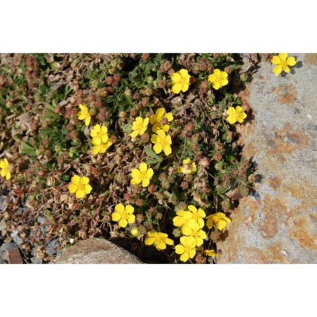 Potentilla verna - mochna jarní