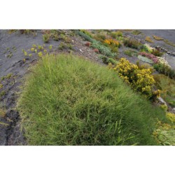 Cynodon dactylos - troskut prstnatý