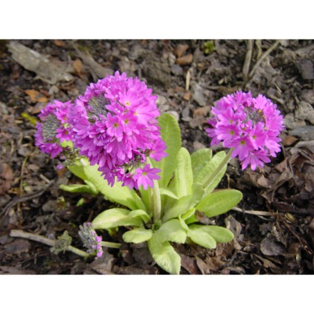 Primula denticulata Rubra - prvosenka zubatá