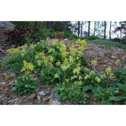 Primula verna - prvosenka jarní