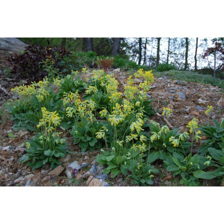 Primula verna - prvosenka jarní