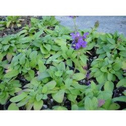 Prunella grandiflora - černohlávek velkokvětý