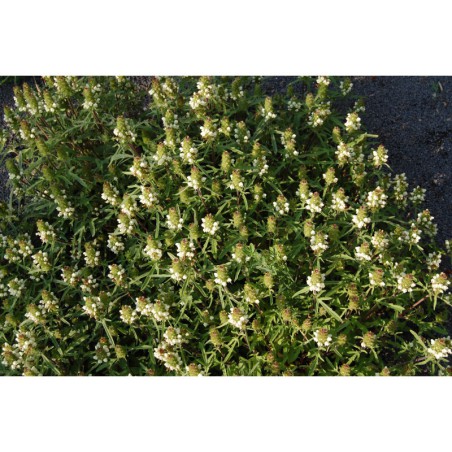 Prunella laciniata - černohlávek dřípatý