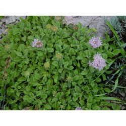 Pterocephalus parnassii - perohlávek