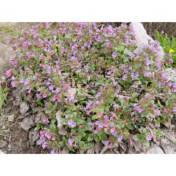 Pulmonaria sacharata - plicník