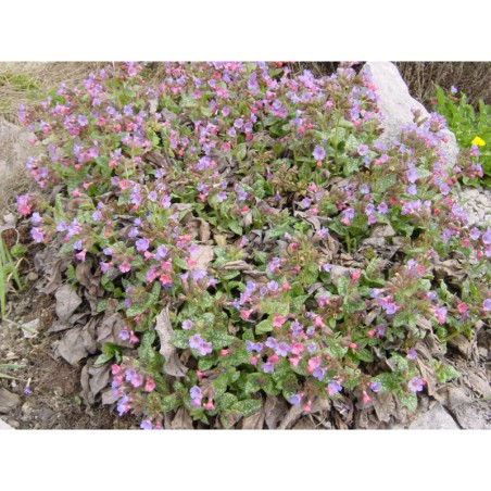 Pulmonaria sacharata - plicník