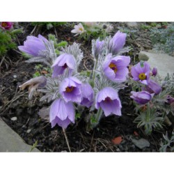 Pulsatilla slavica - koniklec slovenský