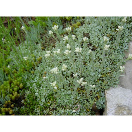 Antennaria dioica - kociánek