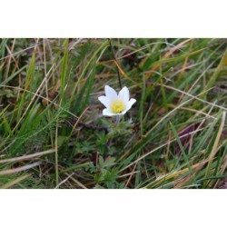 Pulsatilla grandis - koniklec velkokvětý