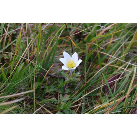 Pulsatilla grandis - koniklec velkokvětý