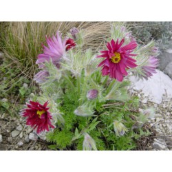 Pulsatilla grandis - koniklec velkokvětý