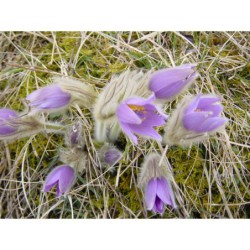 Pulsatilla grandis - koniklec velkokvětý