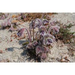 Pulatilla pratensis - koniklec luční