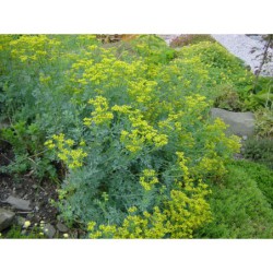 Rhuta graveolens - routa vonná