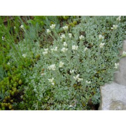 Antennaria dioica - kociánek