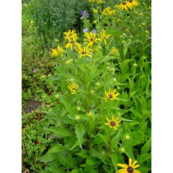 Rudbeckia fulgida Goldsturm - třapatka